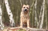 BORDER TERRIER 004